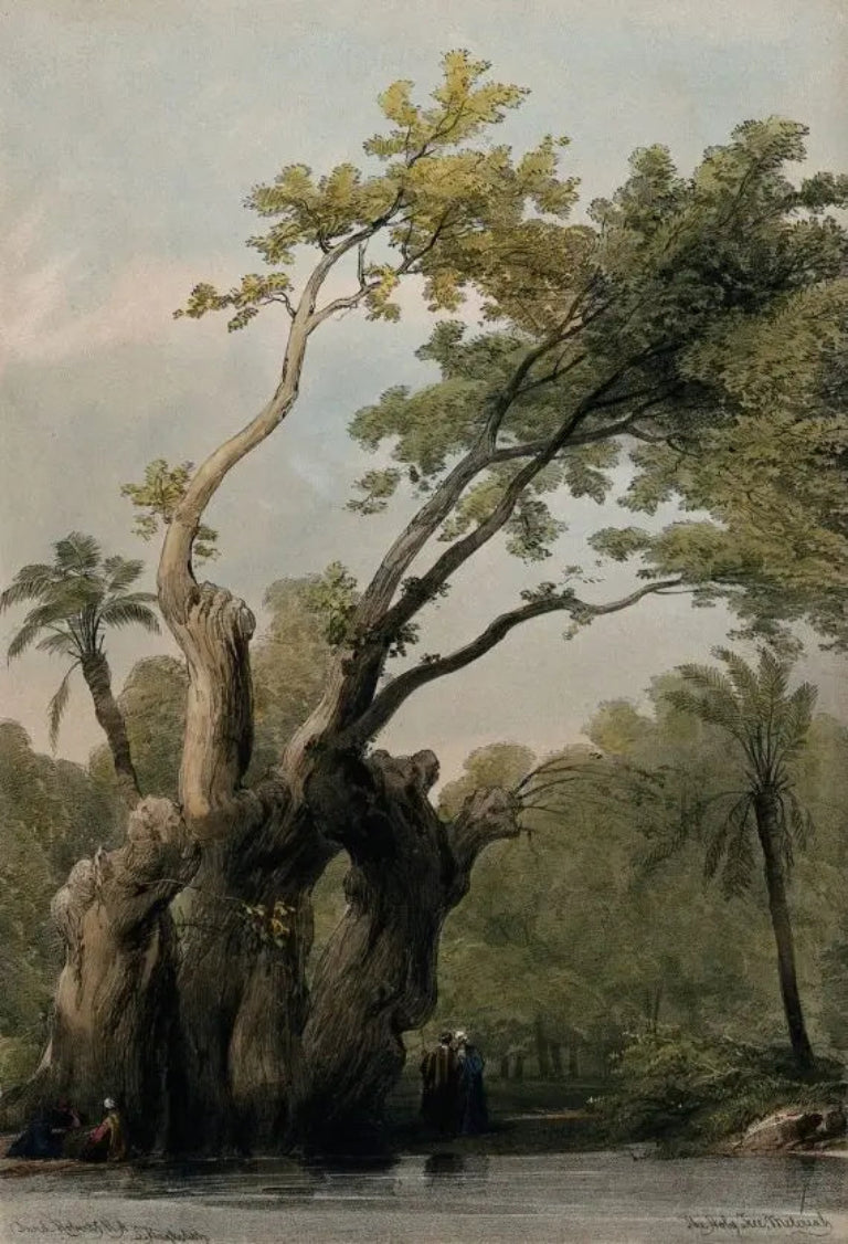 David Roberts - The Holy Tree of Metereah, lithograph, 19th century - Darnley Fine Art